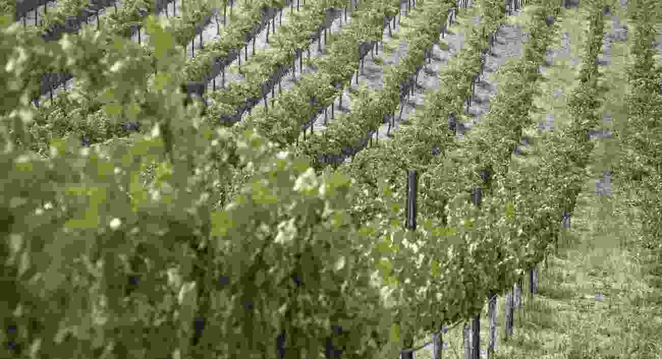 The Best Time To Plant & Grow Grape Vines